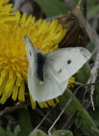 Small White